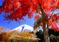 過去の秋景色③