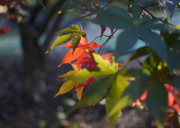 紅葉始まり