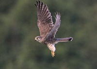 飛び出すチョウゲンボウ