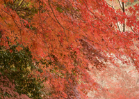 屋根も染まって