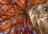 見上げる秋