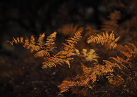 金色の羊歯 こんじきのシダ
