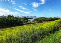 セイタカアワダチソウ茂る