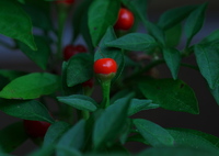 小さな林檎の実