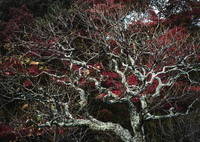 鎌倉・長谷寺の秋