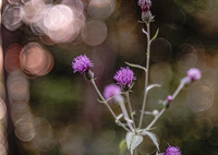 アザミより玉ボケの方が綺麗でしょ