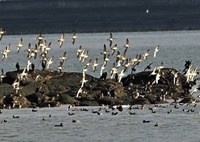 乱舞するトモエガモ軍団