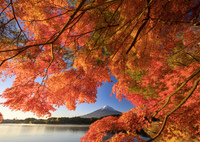 もみじに包まれて