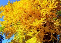 谷中の大銀杏①