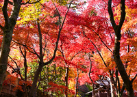 紅葉のトンネル