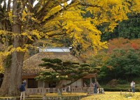 金言寺の大イチョウ～奥出雲