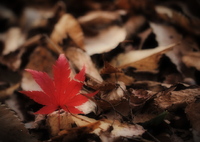 舞姫、降り立つ