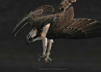 秋日和で躍動Ⅱ