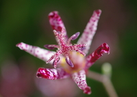 庭に咲く花92「ホトトギス①」