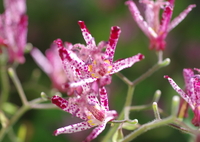 庭に咲く花93「ホトトギス②」