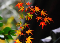 見上げると･･･