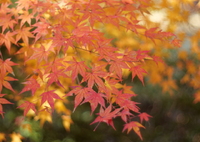 やさしく染まる