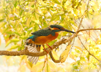 TOKYO GIRLS COLLECTION♡