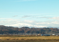 雪が降りてきました