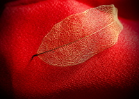 Leaf Vein