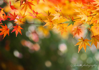 綾錦.+*:ﾟ+｡.☆