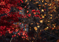 きらめきの紅葉