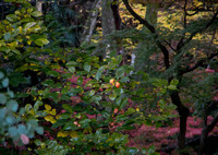 境内は、晩秋カラー