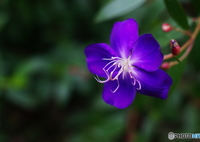 セレナーの末裔で野牡丹撮る(=^・^=)ｔ