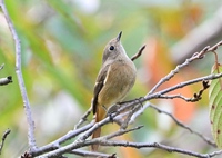 帰って来たジョビ子