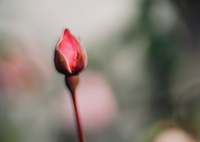 バラのつぼみ