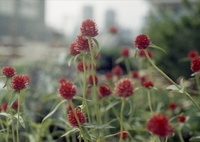 「千日紅」 (film)