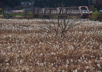 ススキの川を渡る