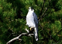 凛としたハヤブサ