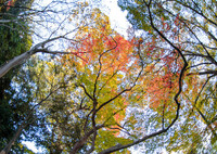 見上げれば・・晩秋