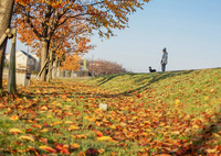 晩秋の土手もよう　DSC00867