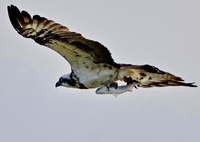 ゲットだぜ〜！