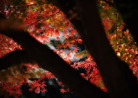 シルエットのむこう