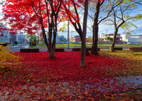 少し前の近所の風景