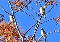 お帰りイカルさん＾＾