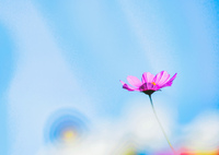 青空に咲くコスモス