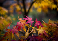 晩秋カラー‥もみじ