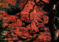 樹齢200年の風格