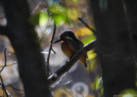 動かざることハシビロコウの如し