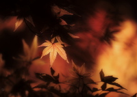 紅葉燃ゆ