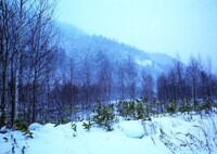 第四千百六十六作　「根雪には　ならぬ雪だと　言ふけれど」　北海道定山渓