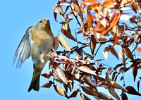 アトリさんお帰り〜＾＾