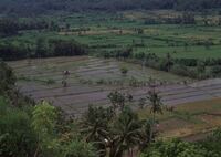 Candidasa (チャンディ・ダサ)の棚田