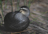 カモは炬燵に入れない