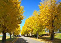 朝倉2021　11月-2　銀杏並木①