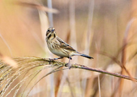 お帰り〜オオジュリンさん＾＾